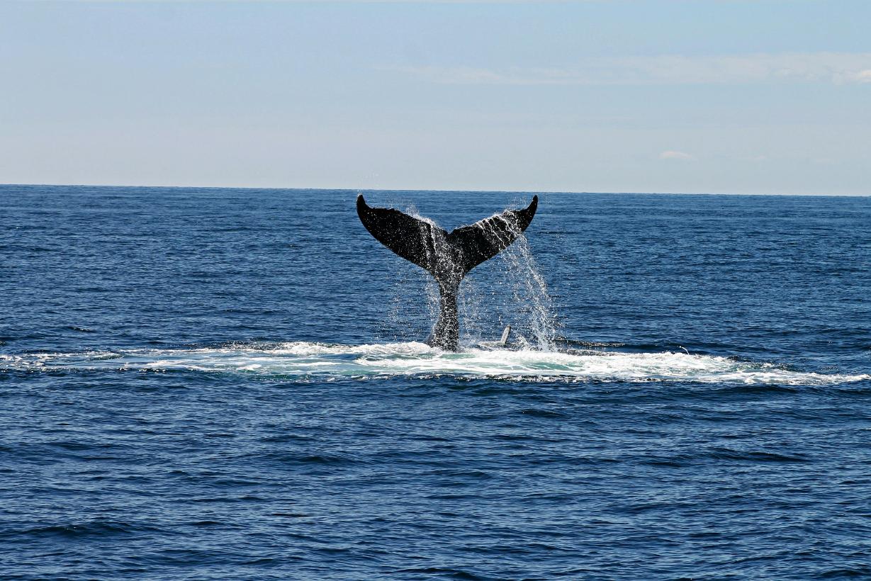 Majestic whale tail in tranquil Indian Ocean